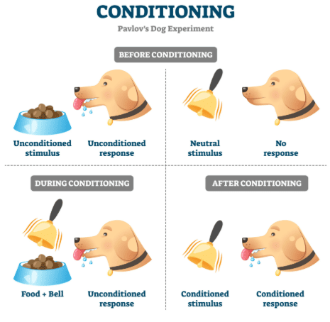 Figure 2.1: Pavlov's classical conditioning experiment, showing the stages of learning from unconditioned stimulus-response pairing to conditioned stimulus-response