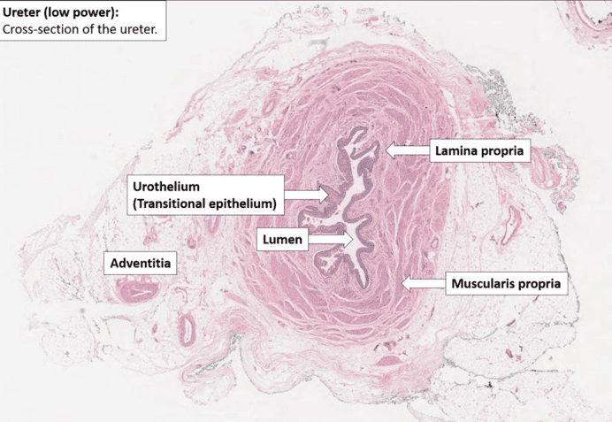 Figure 7: Ureter Cross-Section (Low Power) — showing urothelium, lumen, lamina propria, muscularis propria, and adventitia