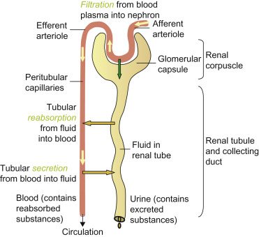 Elimination of urine