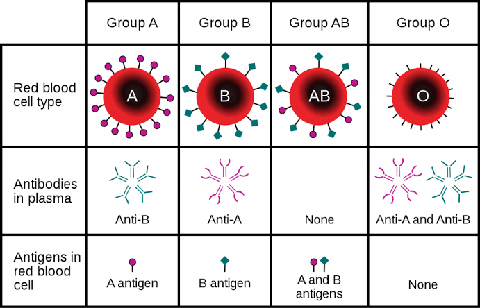 Figure: ABO blood group system showing antigens on RBCs and antibodies in plasma