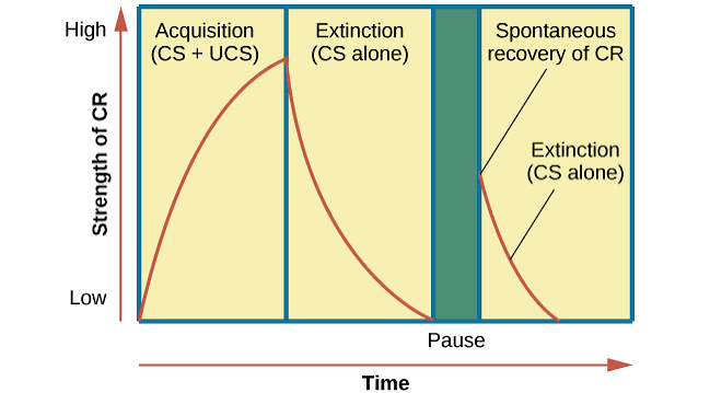 Figure: Acquisition (CS + UCS pairing), extinction (CS alone), and spontaneous recovery of the conditioned response (CR) after a pause.