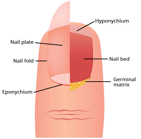 Figure 2: Anatomy of the nail unit showing the nail plate, nail matrix, nail bed, nail folds, eponychium (cuticle), hyponychium, and onychodermal band.