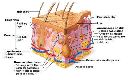 Appendages of the skin