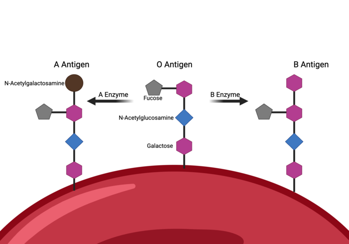 Figure: Biochemical basis of ABO antigens showing enzymes adding N-acetylgalactosamine or galactose to the H antigen