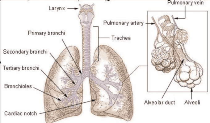 Figure: Bronchi, Bronchial Tree, and Alveoli with alveolar duct and pulmonary vein relationship