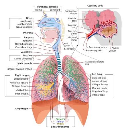 Figure: Complete Respiratory System with Bronchial Tree and Alveoli