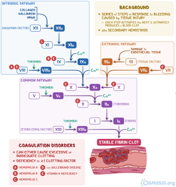 Figure: Complete coagulation cascade pathway with clinical correlations for clotting disorders