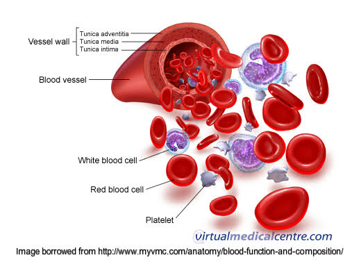 Composition and functions of blood