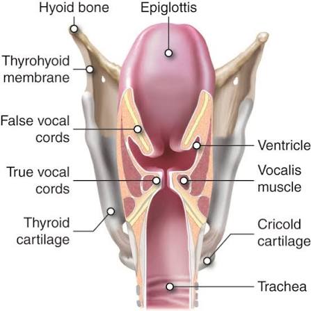 Figure 1.3 - Coronal section of the larynx showing the vocal cords, ventricle, and cartilages