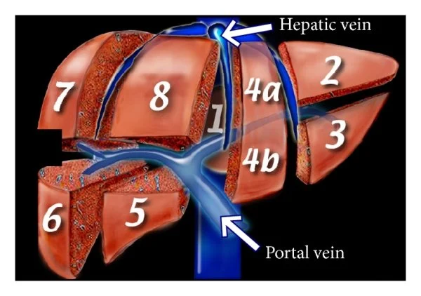 Figure 2.1 — Couinaud functional segmentation of the liver showing eight independent segments (I–VIII) based on portal and hepatic venous anatomy.