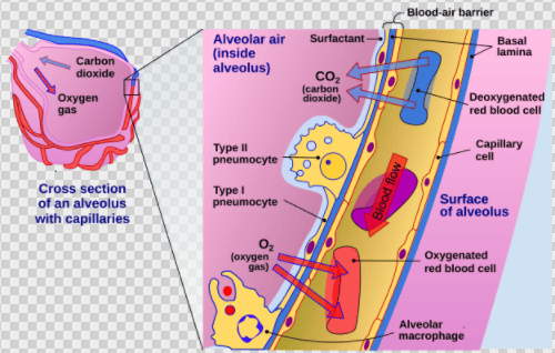 Figure: Cross-Section of an Alveolus and Capillaries Showing Gas Diffusion and the roles of Pneumocytes