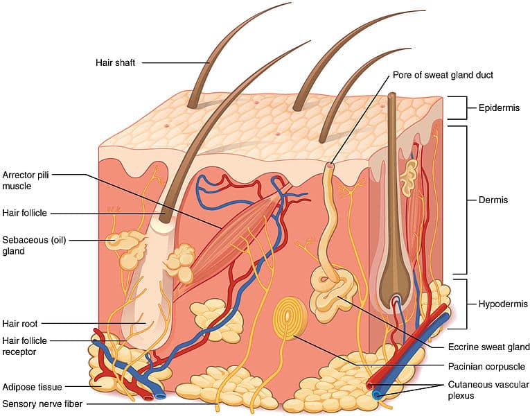 Figure 1: Cross-section of the skin showing the epidermis, dermis, hypodermis, and associated appendages including hair follicles, sweat glands, and sebaceous glands.