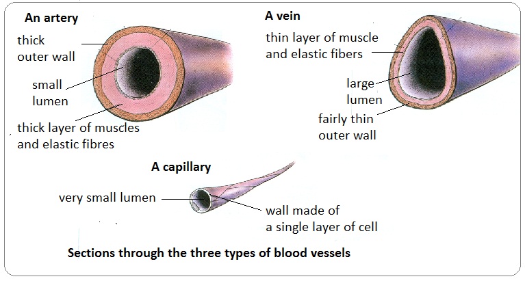 Figure: Cross-sections of the three types of blood vessels: artery, vein, and capillary showing wall thickness and lumen