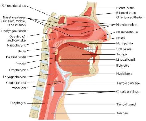 Figure 1.2 - Detailed anatomy of the nose, pharynx, mouth, and larynx