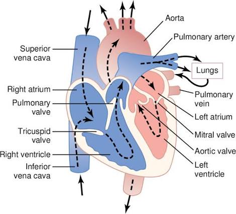 Figure: Diagram of the human heart showing blood flow direction through chambers and valves