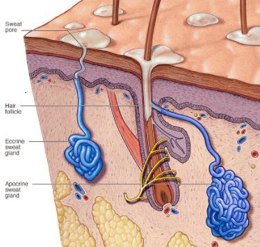 Figure 3: Eccrine glands (coiled tubular) vs Apocrine glands (open into hair follicles)