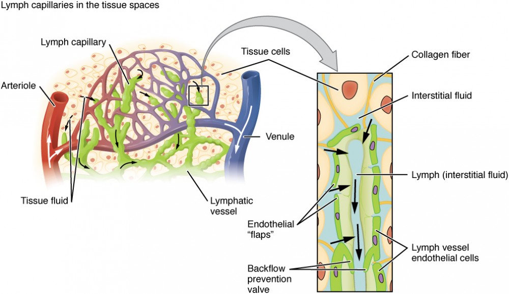Formation and functions of lymph