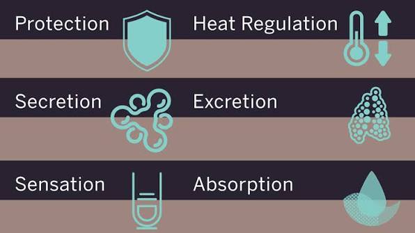 Functions of the skin