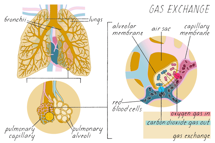 Figure: Gas Exchange — Lungs, Alveoli, and Capillary Membrane showing the pathway of O2 in and CO2 out