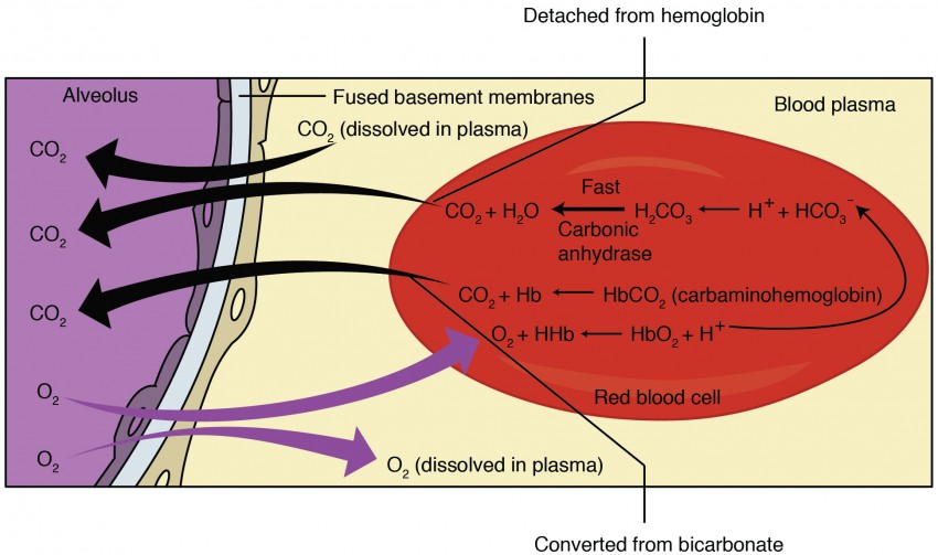 Gas exchange and transport