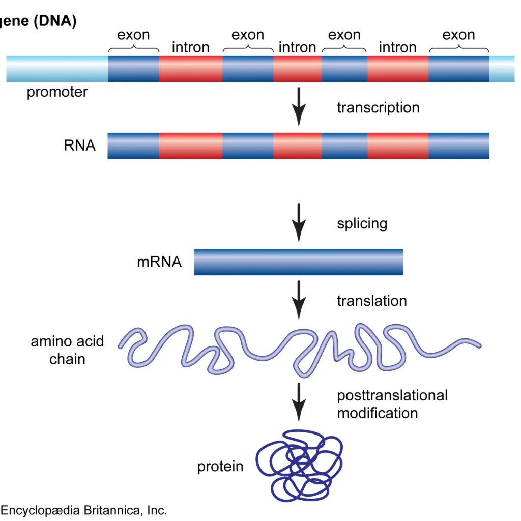 Gene Structure and Function
