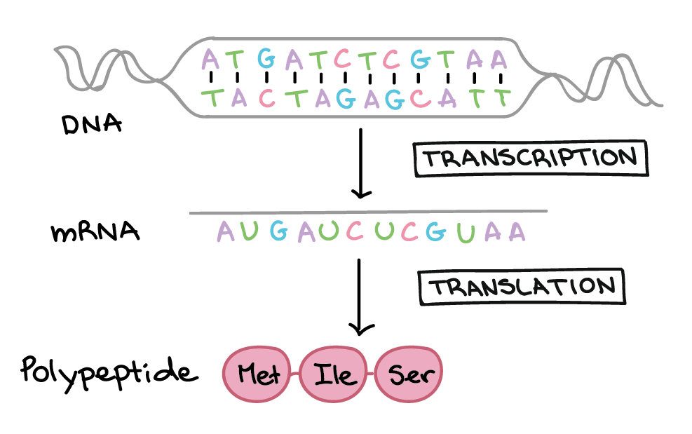 Genetic Code and Gene Regulation