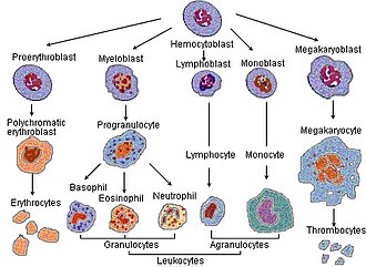 Figure: Hematopoiesis: differentiation of blood cells from pluripotent stem cells