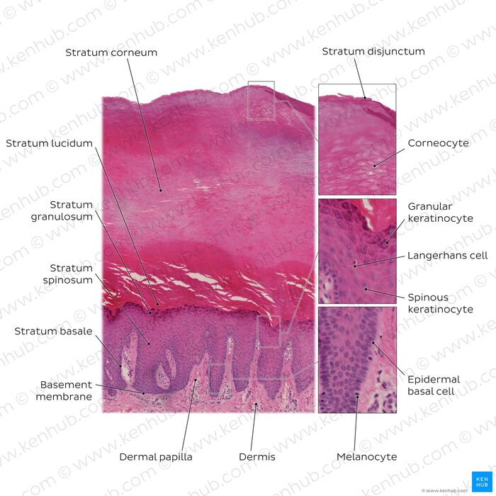 Figure 3: Histological section of thick skin showing all five epidermal layers, dermal papillae, and associated cell types including melanocytes and Langerhans cells.
