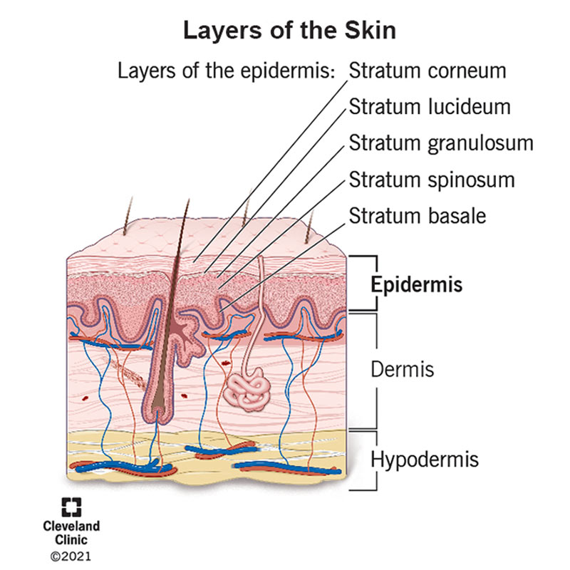 Figure 2: Layers of the epidermis—stratum corneum, lucidum, granulosum, spinosum, and basale—illustrating the progression from basal stem cells to keratinized surface cells.
