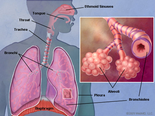 Figure: Lungs Anatomy — Trachea, Bronchi, Alveoli, and Pleura in relation to ethmoid sinuses and diaphragm