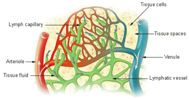 Figure: Lymph Capillaries in Tissue Spaces and Fluid Exchange showing the relationship between arterioles, venules, tissue cells, and the lymphatic network.