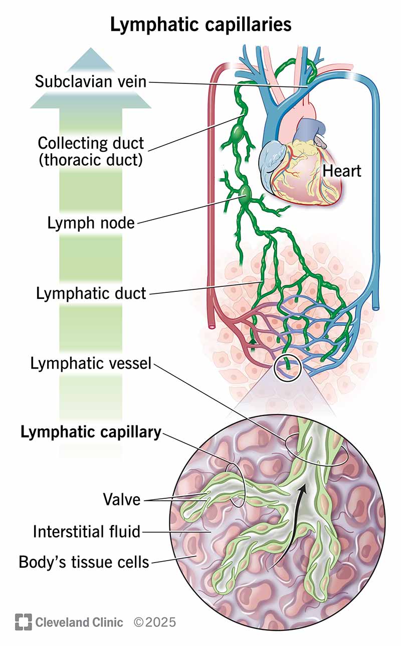 Figure: Lymphatic Capillaries and Vessel Hierarchy