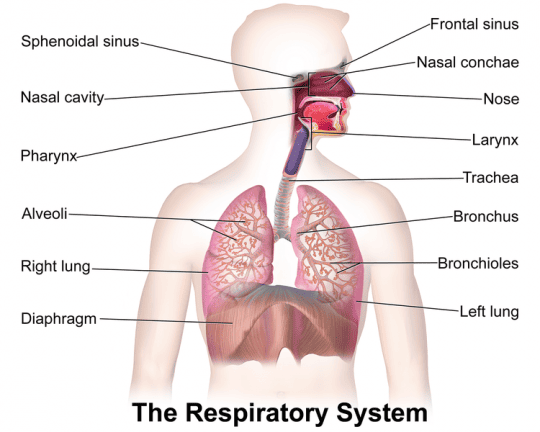 Figure: Major Organs of the Respiratory System showing the nasal cavity, pharynx, larynx, trachea, bronchi, lungs, and diaphragm