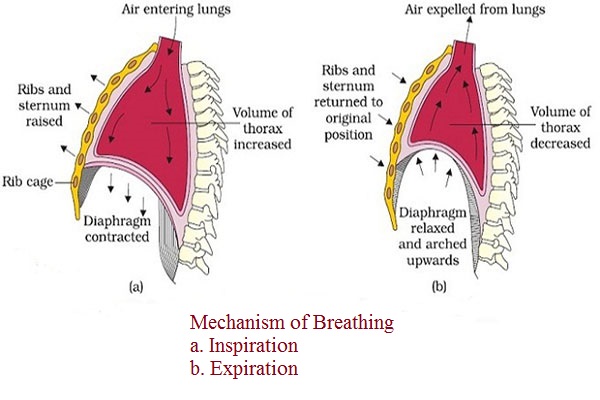 Figure: Mechanism of Breathing — Inspiration and Expiration showing volume and pressure changes