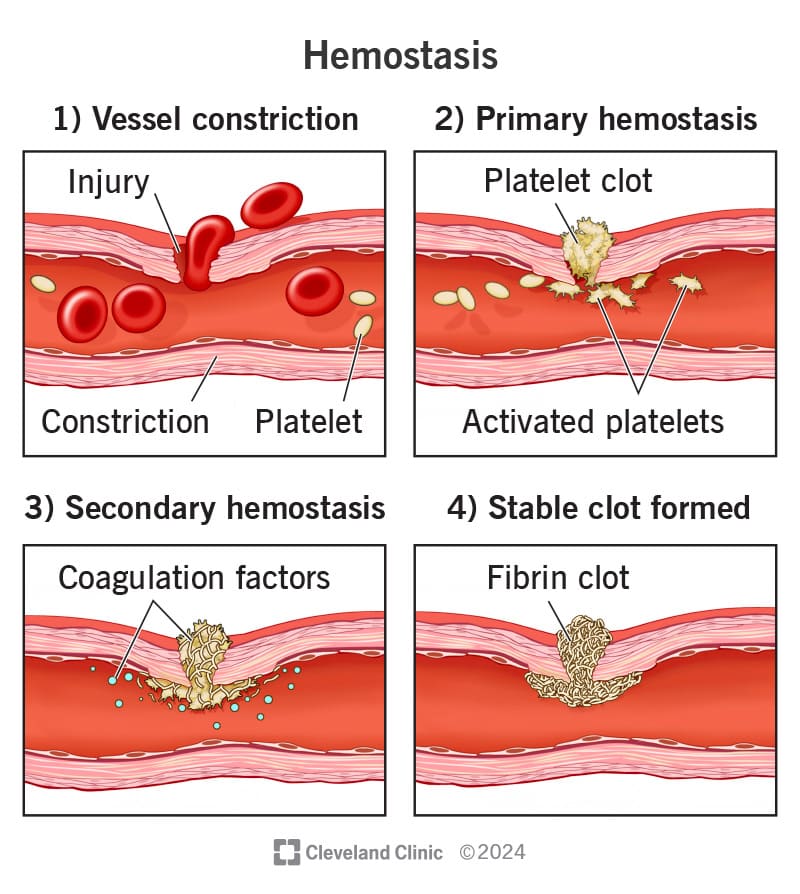 Mechanism of blood clotting