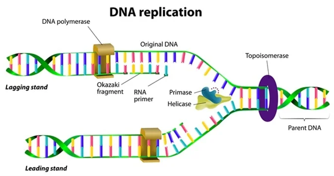 Molecular Biology Principles
