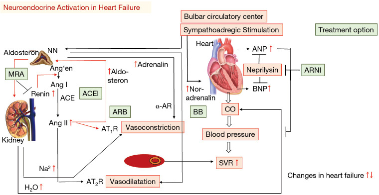 Figure 1: Neuroendocrine activation in heart failure showing RAAS, sympathetic stimulation, and natriuretic peptides
