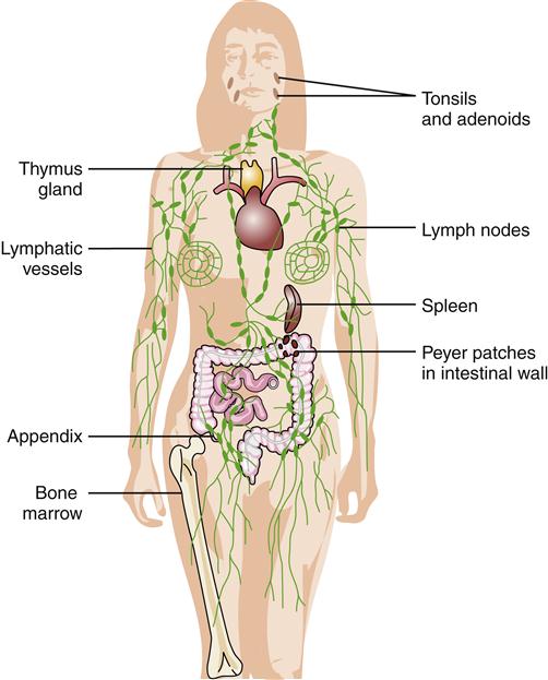 Figure: Organs of the Lymphatic System and Their Functions showing Adenoids, Tonsils, Thymus, Spleen, Intestines, and Lymph Nodes.