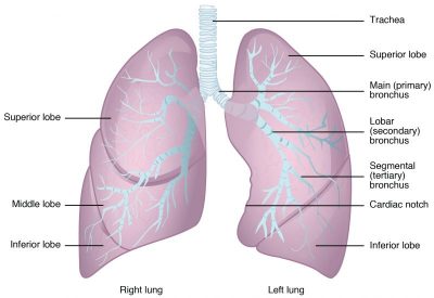 Organs of the lower respiratory system