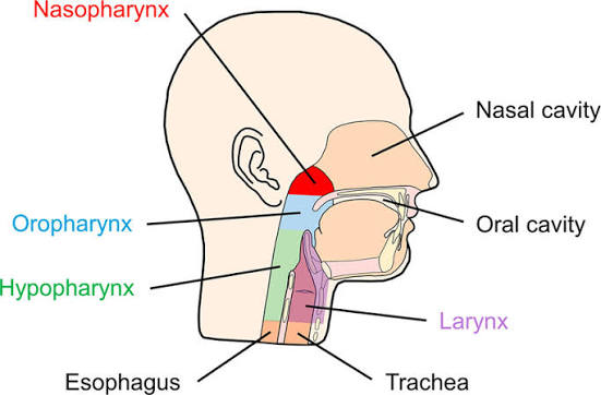Organs of the upper respiratory tract