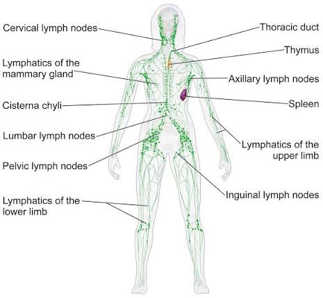 Figure: Overview of the Human Lymphatic System showing major nodes and ducts