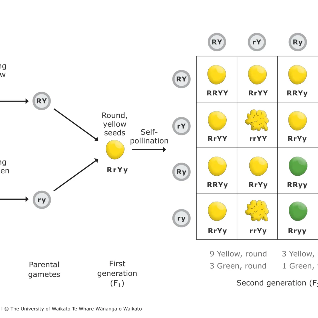 Principles of Inheritance