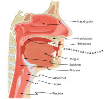 Figure 1.1 - Sagittal Section of the Upper Respiratory Tract showing the nasal cavity, palate, tongue, epiglottis, and larynx