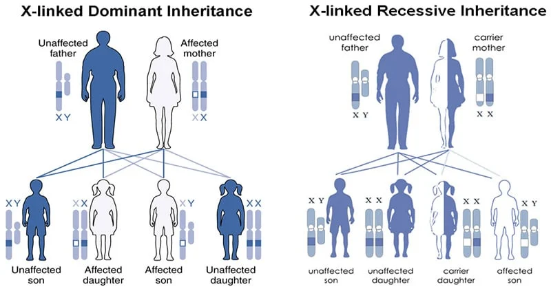Sex Determination and Linked Inheritance