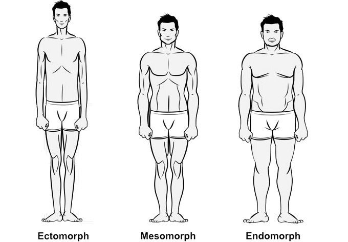 Figure 2: Illustration of Sheldon’s three somatotypes: the thin ectomorph, the muscular mesomorph, and the round endomorph.