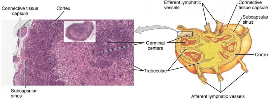 Figure: Structure and Histology of a Lymph Node