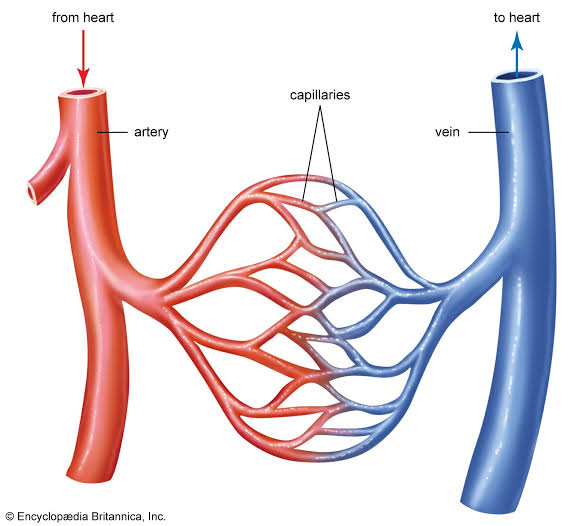 Figure: Artery-capillary-vein network showing direction of blood flow from heart through capillaries and back to heart