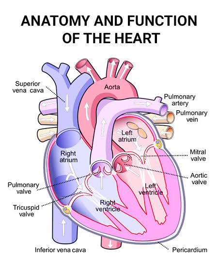 Structure and functions of the heart