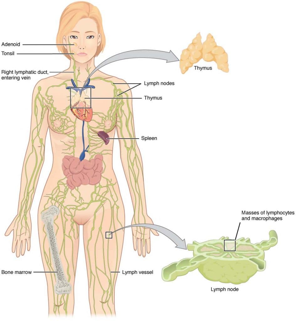 Structure of Lymphatic system