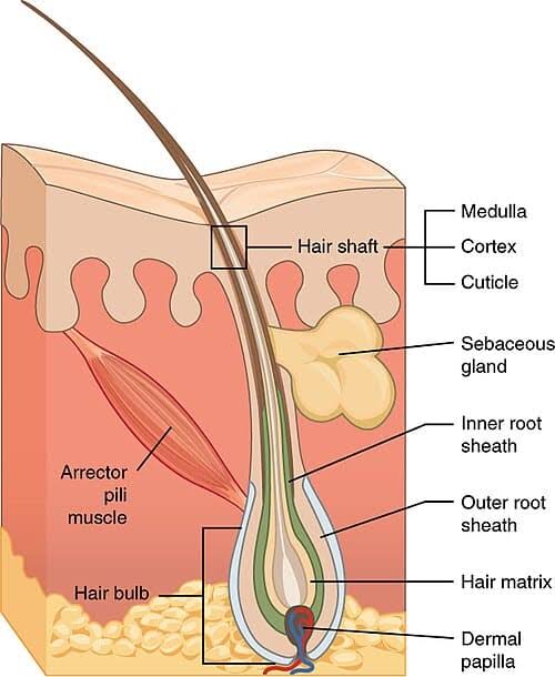Figure 1: Structure of the hair follicle and associated structures. The diagram shows the hair shaft (medulla, cortex, cuticle), hair bulb with matrix cells, dermal papilla, inner and outer root sheaths, sebaceous gland, and arrector pili muscle.